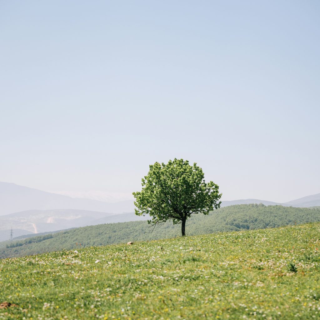 Monte Carlo Tree Search và ứng dụng trong&nbsp;LLM